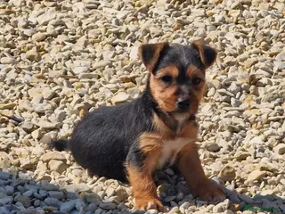 Mixed Breed dogs Jack russell males - Advert 1