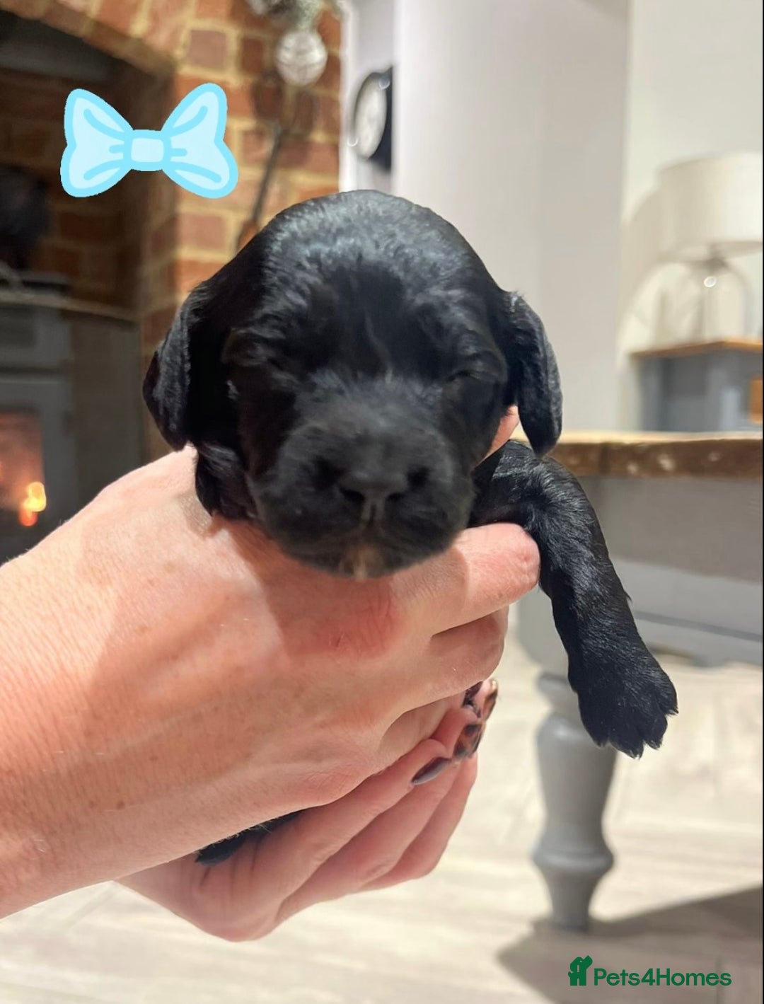 Cockapoo dogs for sale: F1b Toy Cockapoo Merle, Apricot, cream and Black  - Advert 8