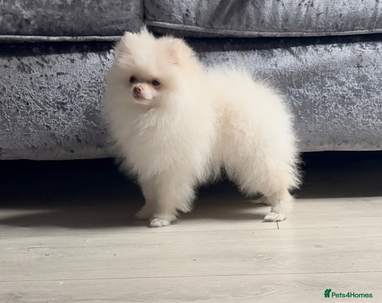 Pomeranian dogs Pomeranian puppies white (teddy bear) - Advert 12