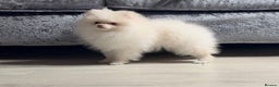 Pomeranian dogs for sale: Pomeranian puppies white - Advert 1