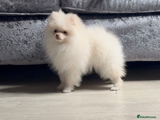 Pomeranian dogs Pomeranian puppies white - Advert 1