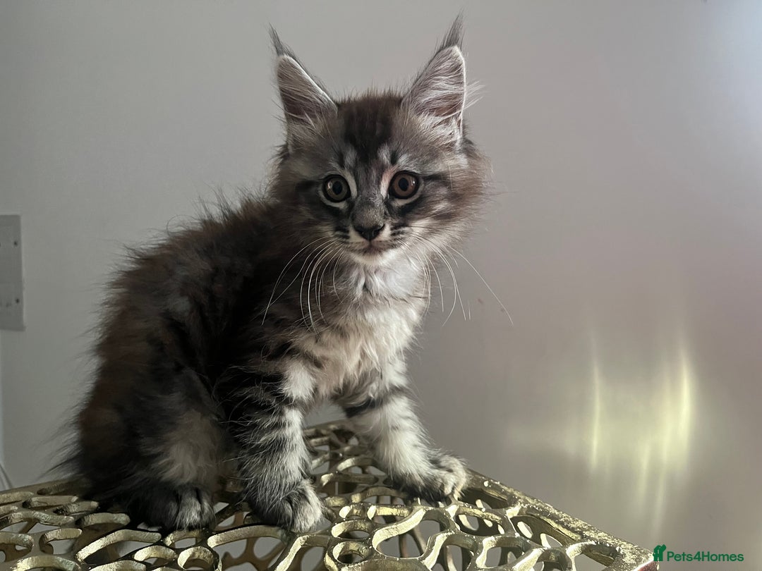 Maine Coon cats for sale: Maine Coon Kittens for Sale 4 Boys Left  - Image 5