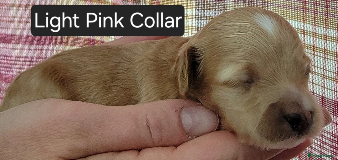 Maltipoo dogs for sale: F1b Maltipoo - Image 15