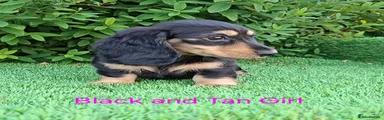 Black and Tan Girl 