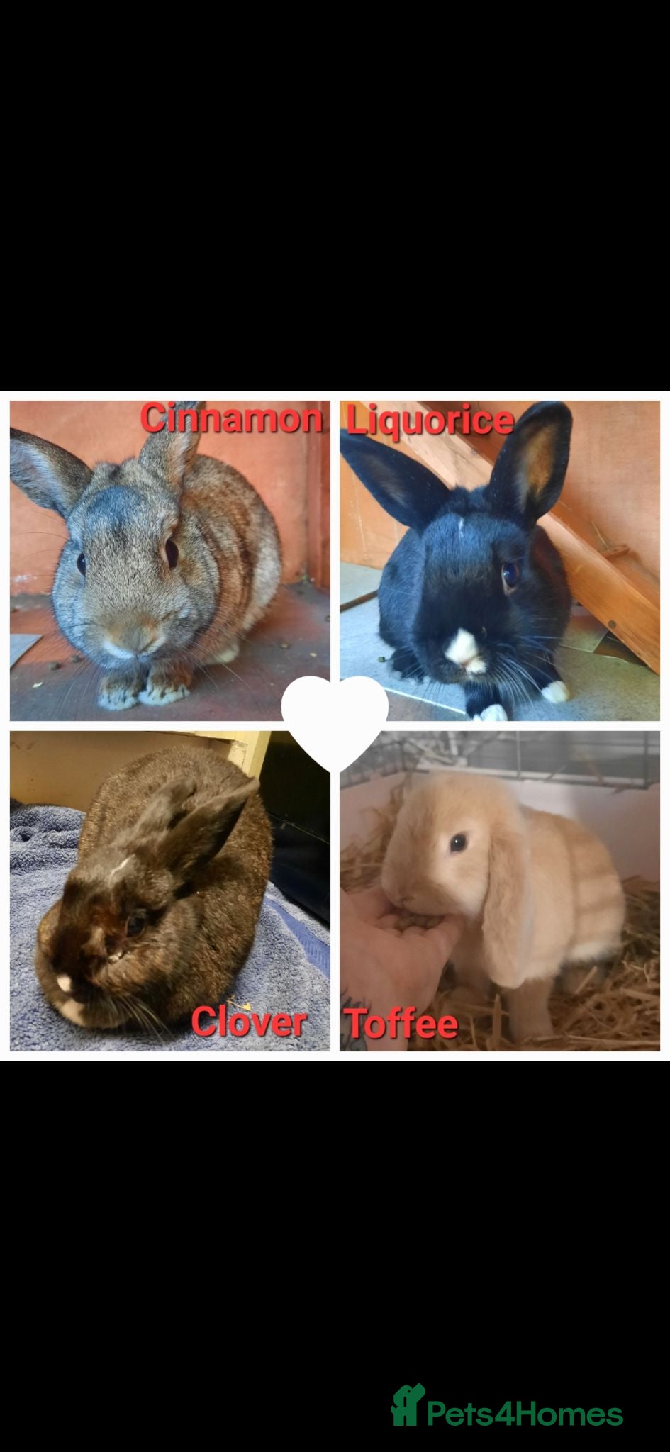 Mixed Breed rabbits Two pairs of rabbits - Advert 1