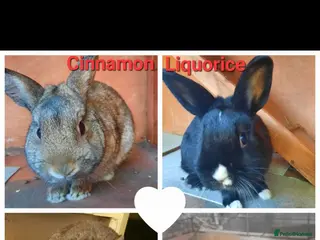 Mixed Breed rabbits Two pairs of rabbits - Advert 1