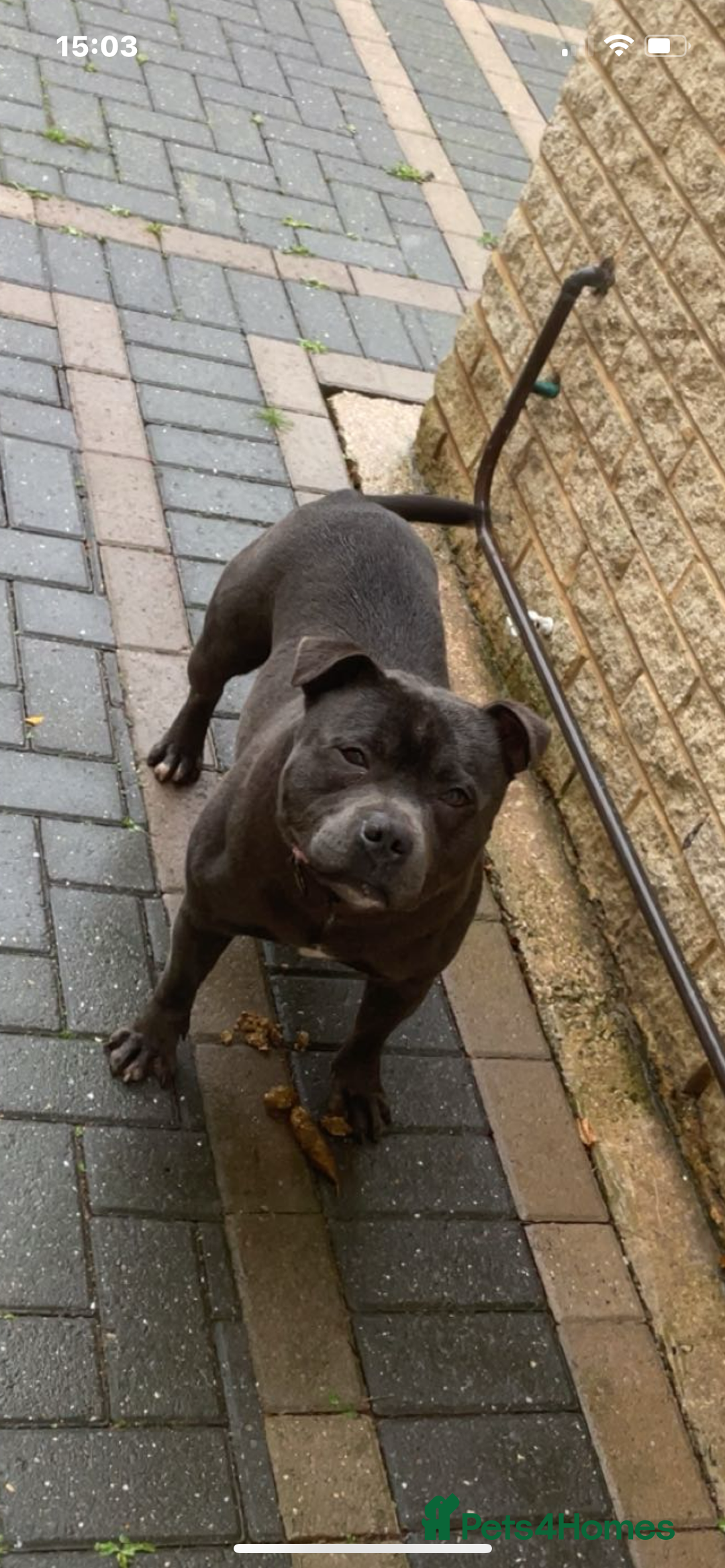 Staffordshire Bull Terrier dogs for sale: Blue Staffordshire bull terrier puppies  - Advert 3