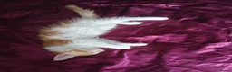 Maine Coon cats for sale: Stunning Maine Coon Kittens - Advert 3
