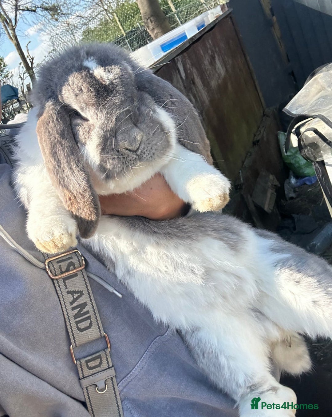 French Lop rabbits for sale: Last little girl looking for a forever home 💗 - Image 15
