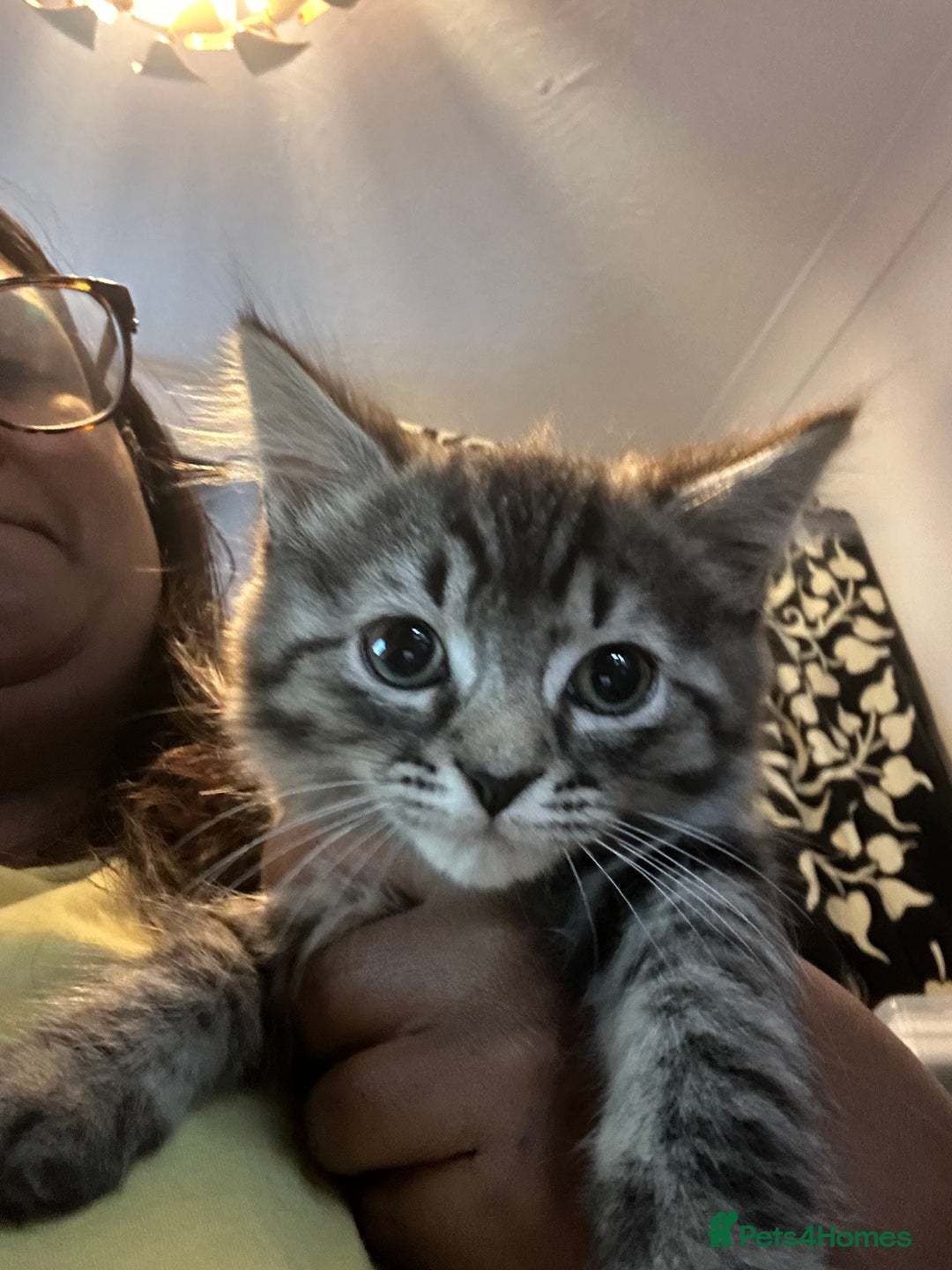 Mixed Breed cats for sale: 5 kittens for Sale - Image 9