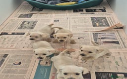 West Highland Terrier dogs for sale: WEST HIGHLAND DAXIE'S - Image 2