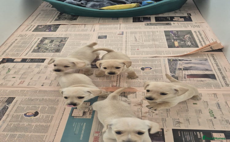 West Highland Terrier dogs - Advert 2