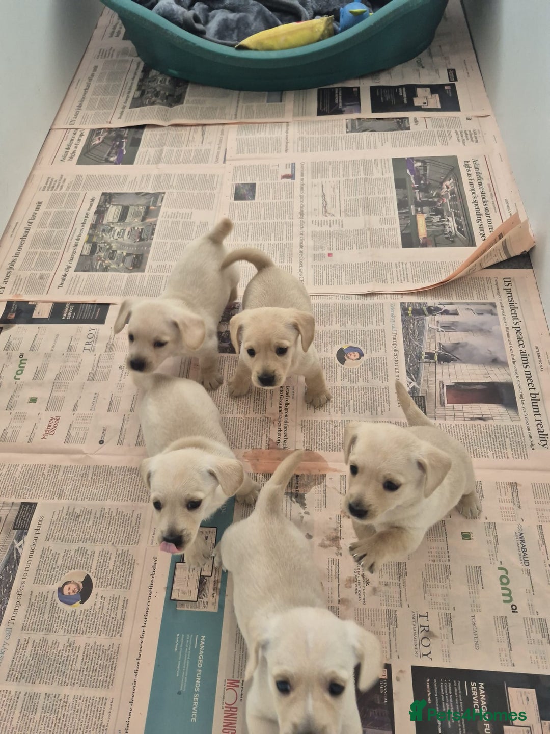 West Highland Terrier dogs for sale: WEST HIGHLAND DAXIE'S - Image 2