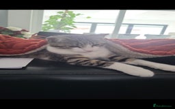 British Shorthair cats for sale: Male Kitten for sale! - Image 3