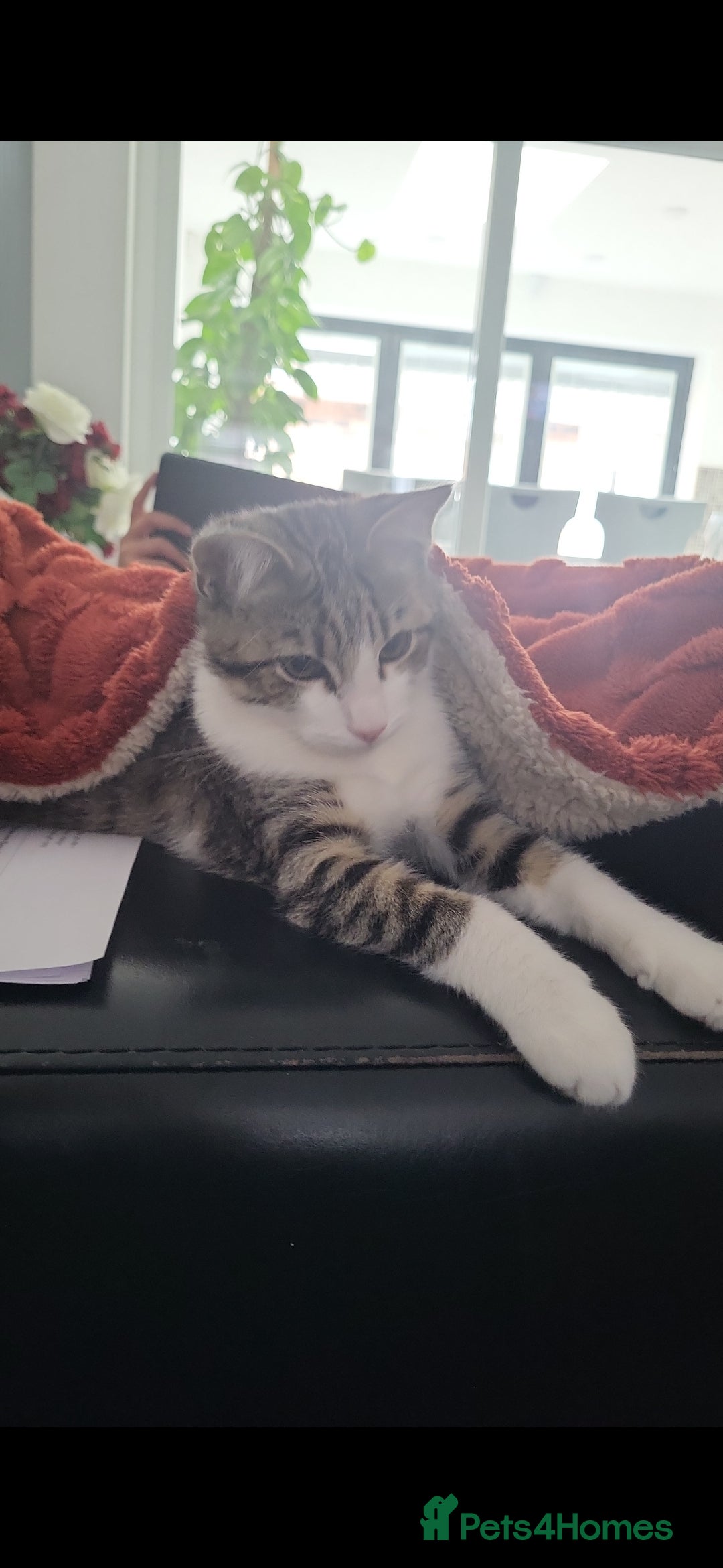 British Shorthair cats for sale: Male Kitten for sale! - Image 3