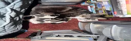 Mixed Breed cats for sale: 2 beautiful kittens  - Advert 15