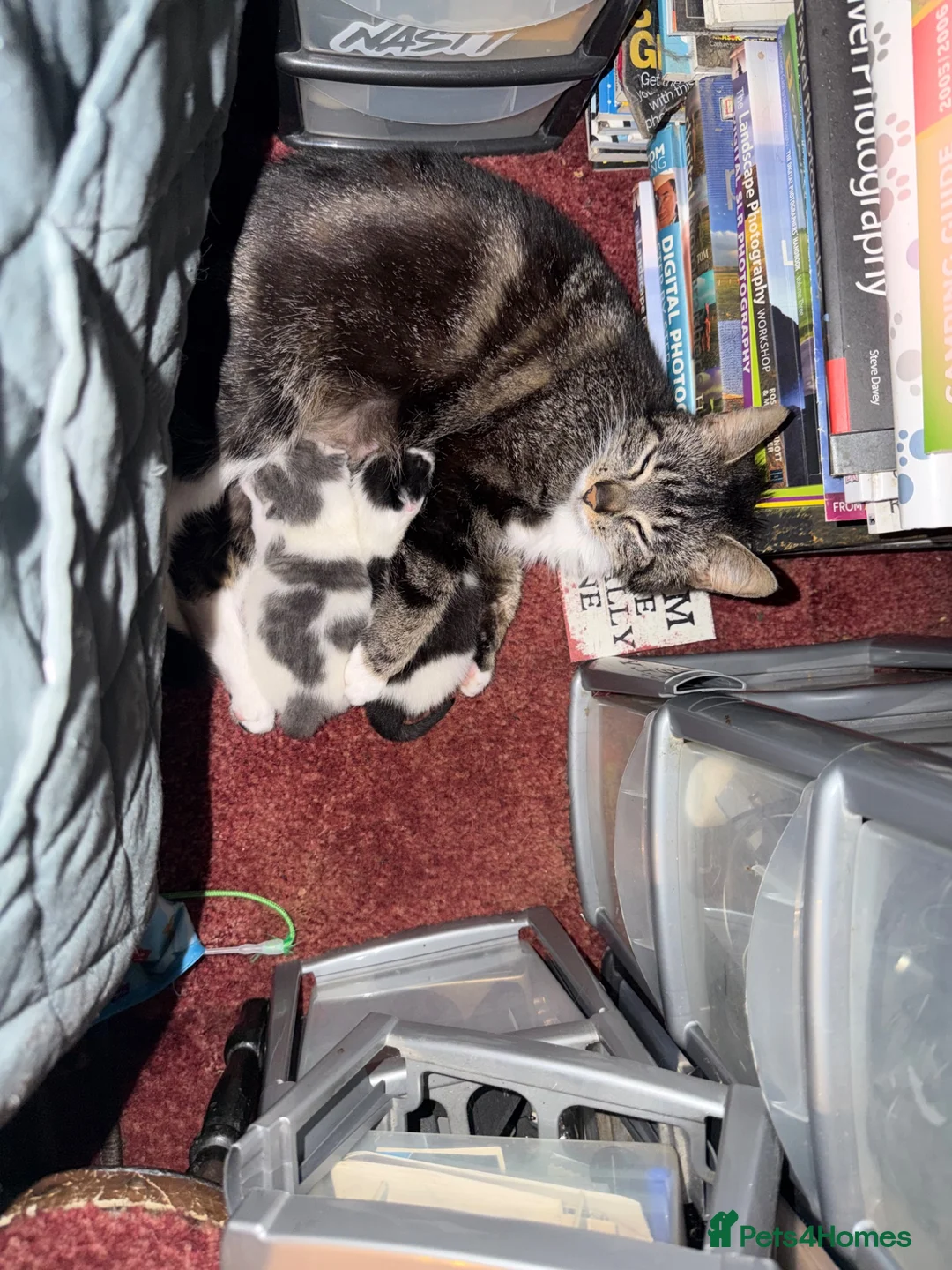 Mixed Breed cats for sale: 2 beautiful kittens  - Advert 15