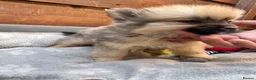 Pomeranian dogs for sale: ✨🐶 9  Beautiful Pomeranian Puppies  - Advert 34
