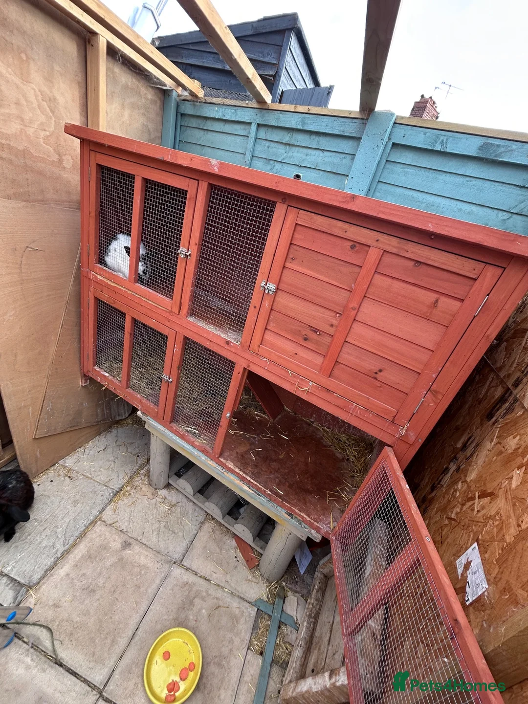 Mixed Breed rabbits for sale: 2 rabbits and hutch in Bristol - Advert 3