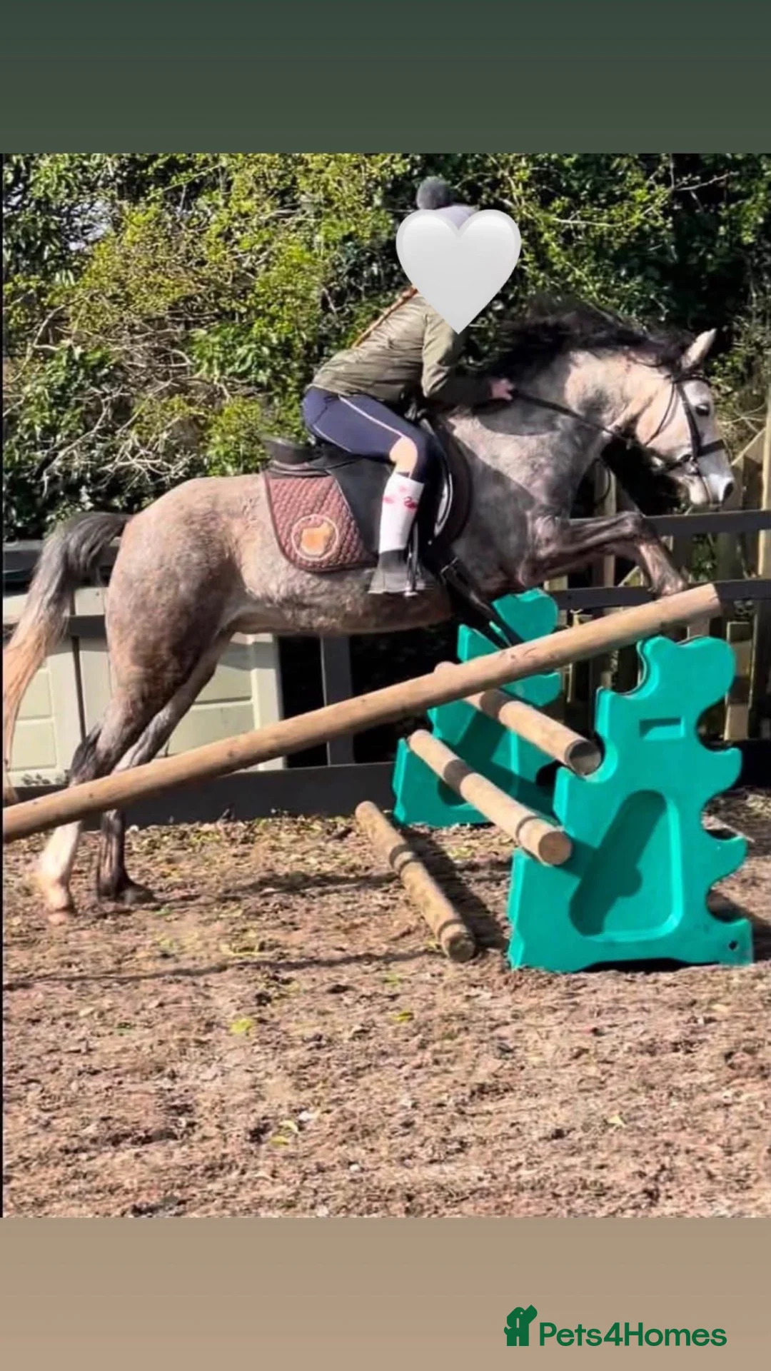 Welsh Section B horses for sale: FOR SALE in Lancaster - Advert 5