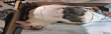 French Bulldog 3