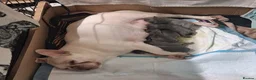 French Bulldog dogs for sale: Beautiful blue french Bulldogs - Advert 1
