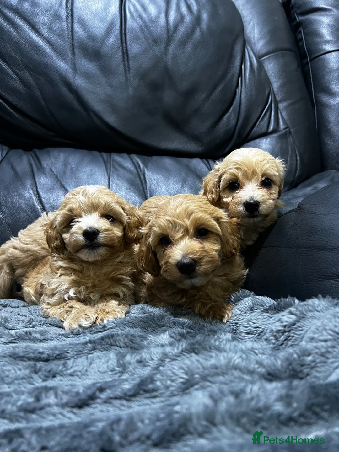 Maltipoo dogs for sale: ❤️🐶 Beautiful maltipoo litter 🐶❤️ - Advert 11