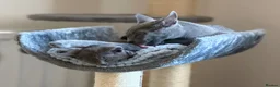 Russian Blue cats for sale: 🩵GCCF Registered Russian Blue kittens 🩵 - Advert 12