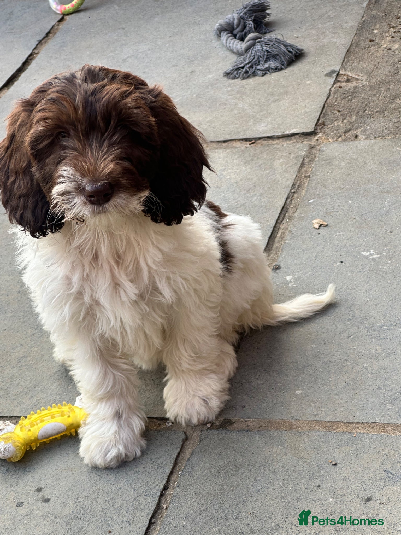 Australian Labradoodle dogs Australian Labradoodle ready now fully vaccinated  - Advert 3