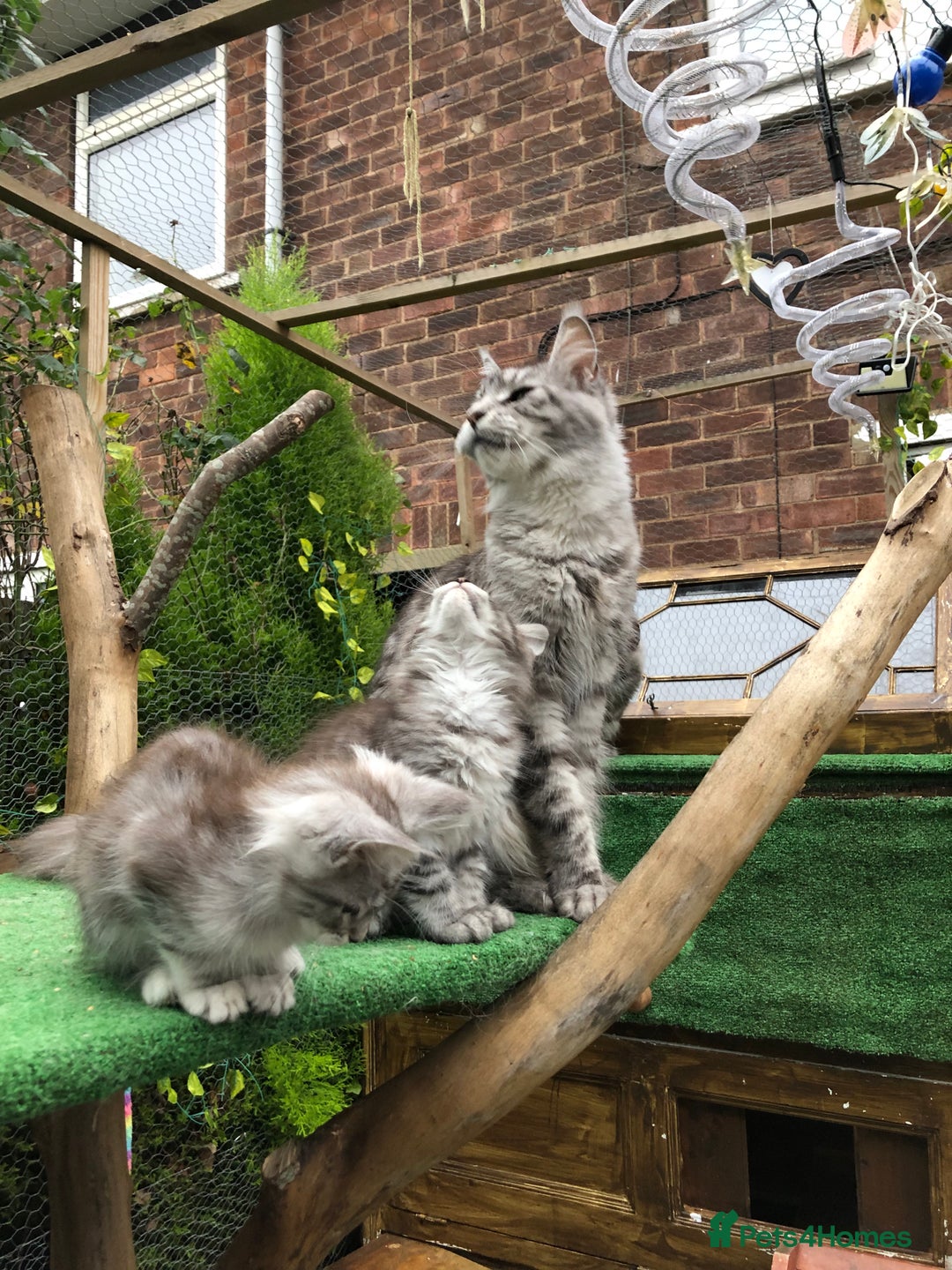 Maine Coon cats for sale: Maine coon kittens ready now - Image 15