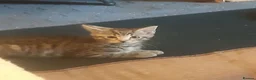 Mixed Breed cats for adoption: 3 lovely boy kittens for adoption - Advert 6