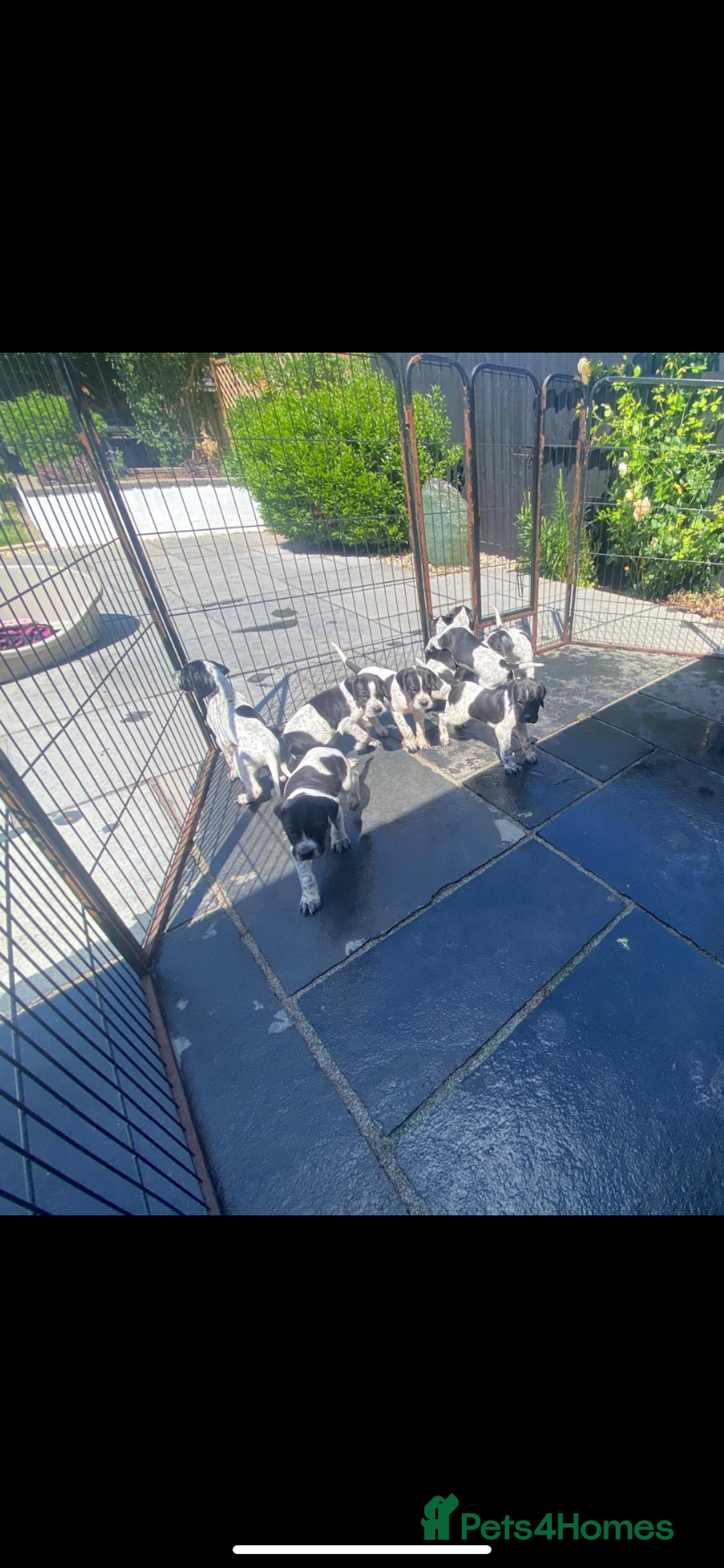Pointer dogs for sale: ⭐️ LAST 3 PUPS REMAINING!⭐️ - Image 18