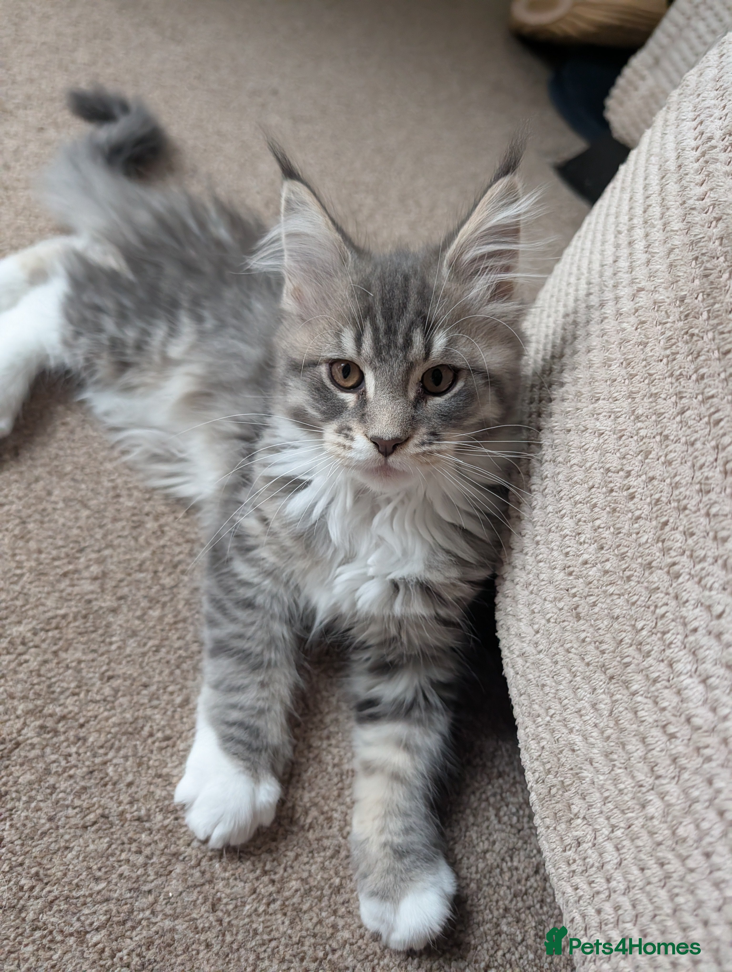 Maine Coon cats Tica Reg Maine Coon kitten from Champion lines  - Advert 2