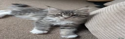 Maine Coon cats for sale: Tica Reg Maine Coon kitten from Champion lines  - Advert 4