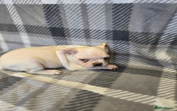 French Bulldog dogs for sale: French bulldog pups pink/fluffy READY NOW - Image 5