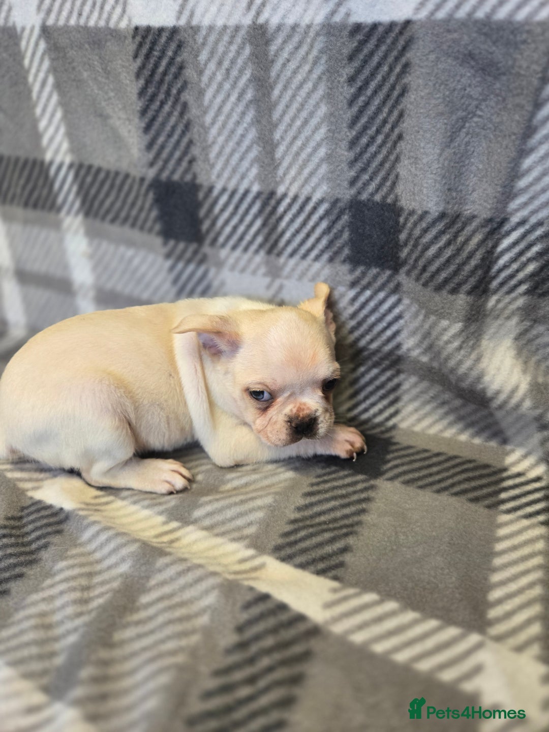 French Bulldog dogs for sale: French bulldog pups pink/fluffy READY NOW - Image 5