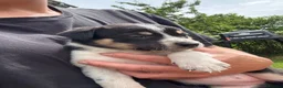 Border Collie dogs for sale: Border collie pups ready to leave now - Advert 37