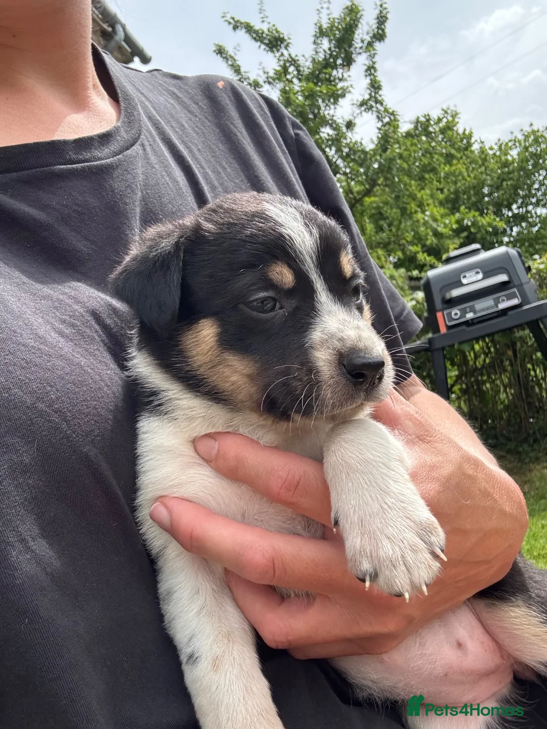 Border Collie dogs for sale: Border collie pups ready to leave now - Advert 37