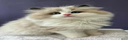 Ragdoll cats for stud: European Seal Bicolour Ragdoll Stud ONLY - Advert 5