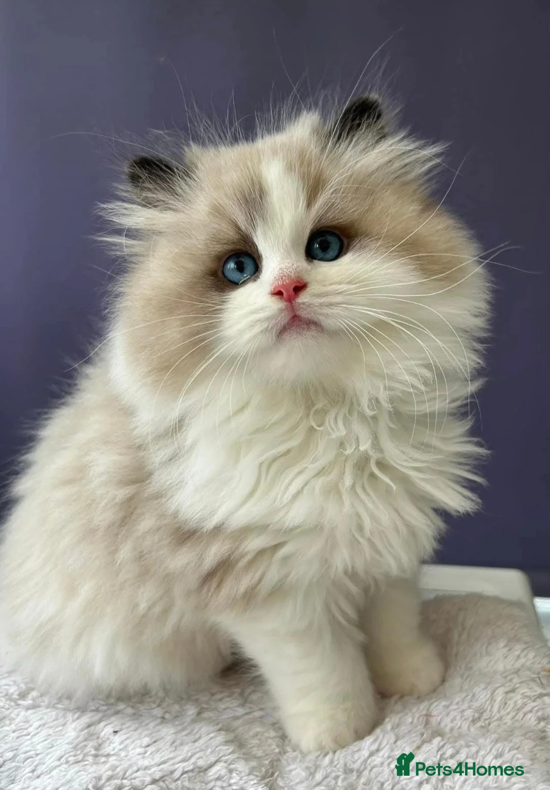 Ragdoll cats for stud: European Seal Bicolour Ragdoll Stud ONLY - Advert 5