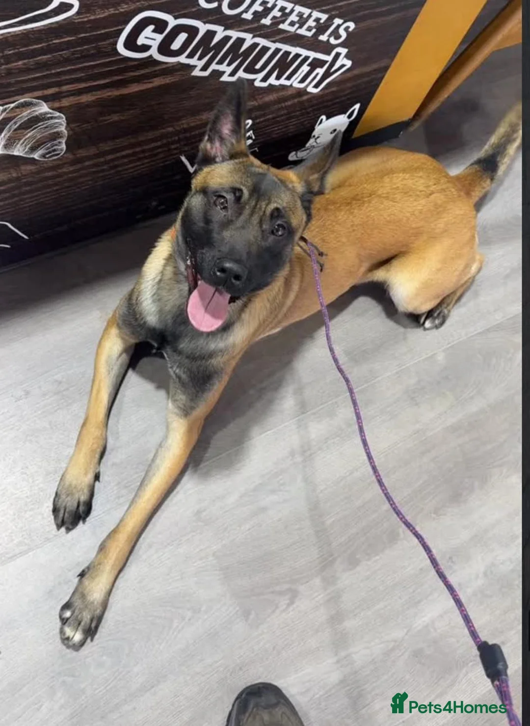 Mixed Breed dogs for sale: Malinois x Rottweiler Puppies in Southall - Advert 2