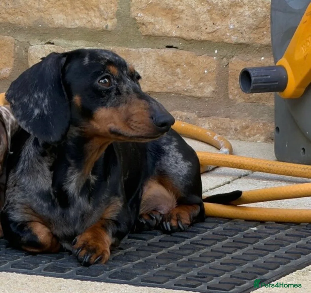 Miniature Dachshund dogs for sale: Isabella miniature dachshund  - Advert 3