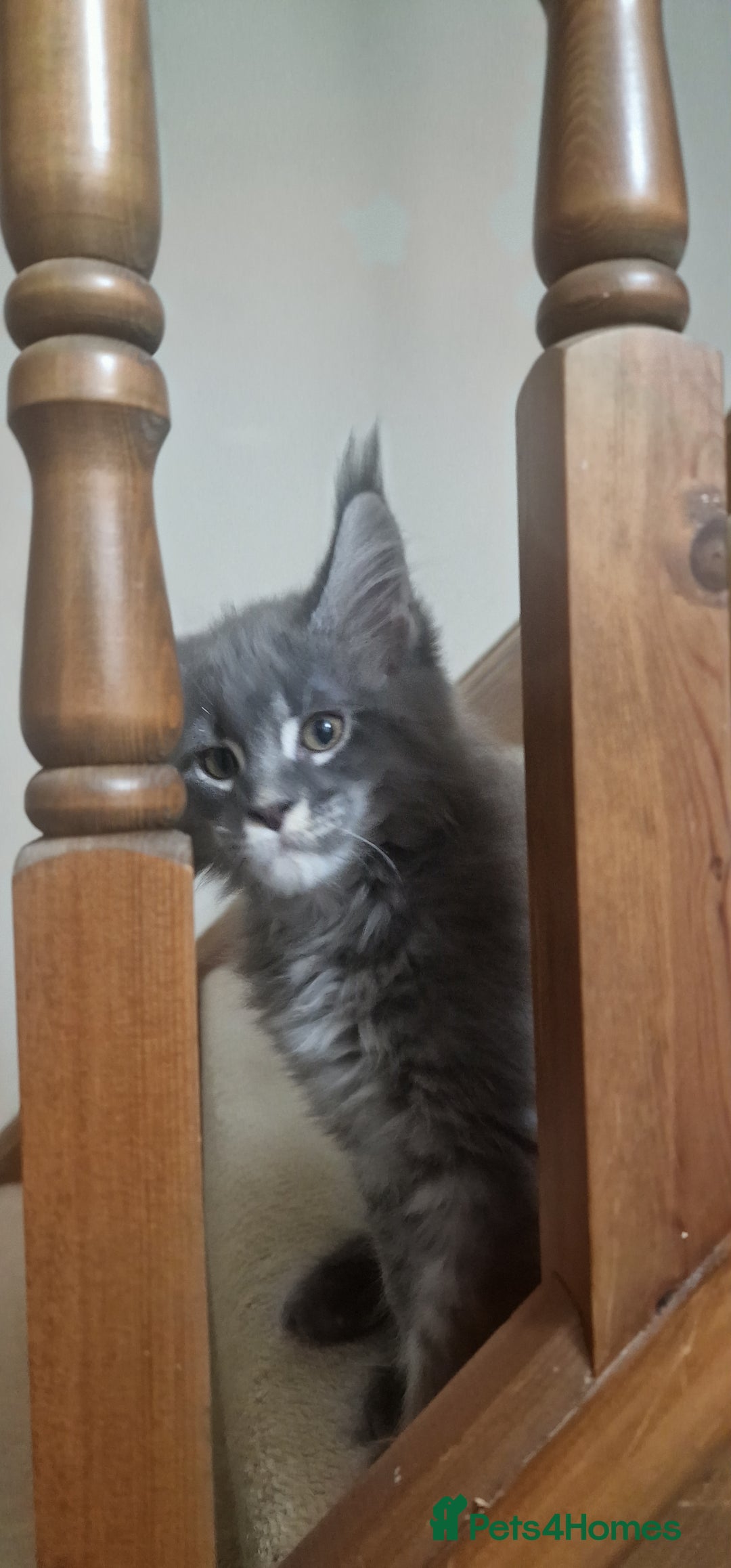 Maine Coon cats for sale: 🐾 Three Majestic Pedigree Maine Coon Kittens! 🏡 - Advert 12