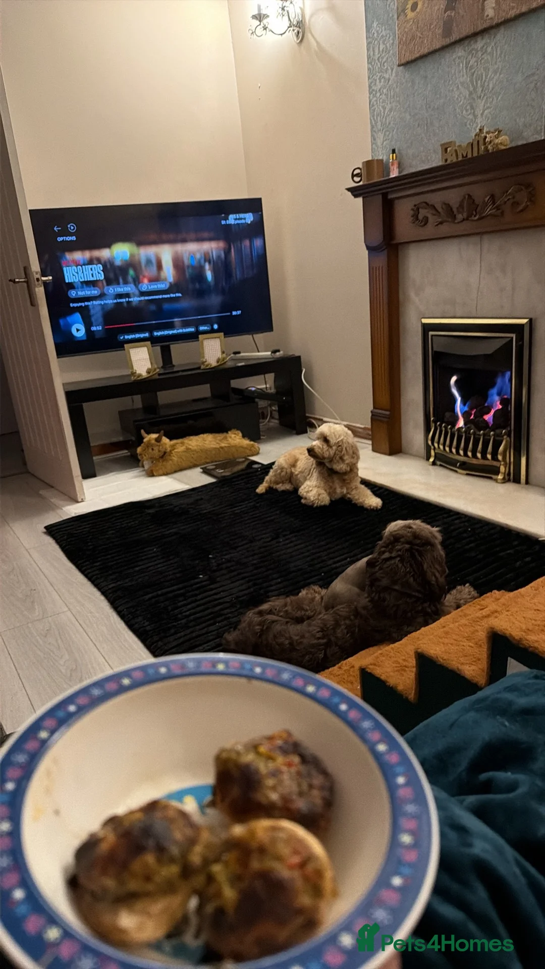 Cockapoo dogs for sale: Gorgeous cockapoo puppies in Pontypridd - Advert 1