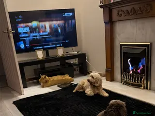 Cockapoo dogs Gorgeous cockapoo puppies in Pontypridd - Advert 3