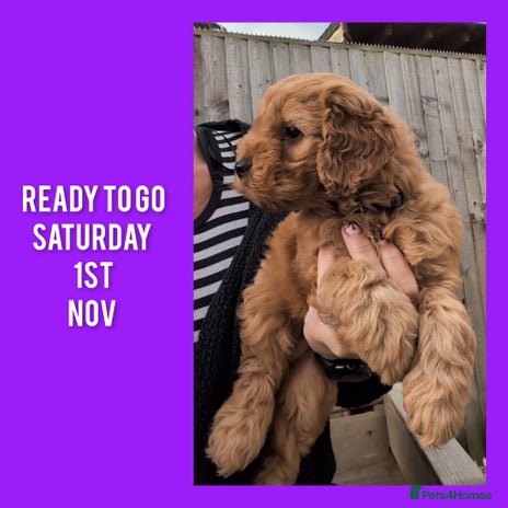 Cockapoo dogs - Advert 8