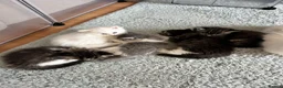 Persian cats for sale: Luxury Doll Faced Persian Kittens  - Advert 9