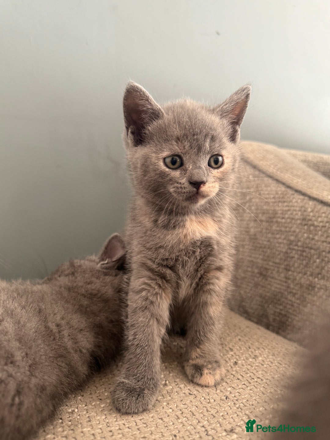 British Shorthair cats for sale: British shorthair cross Russian blue kitten - Image 4