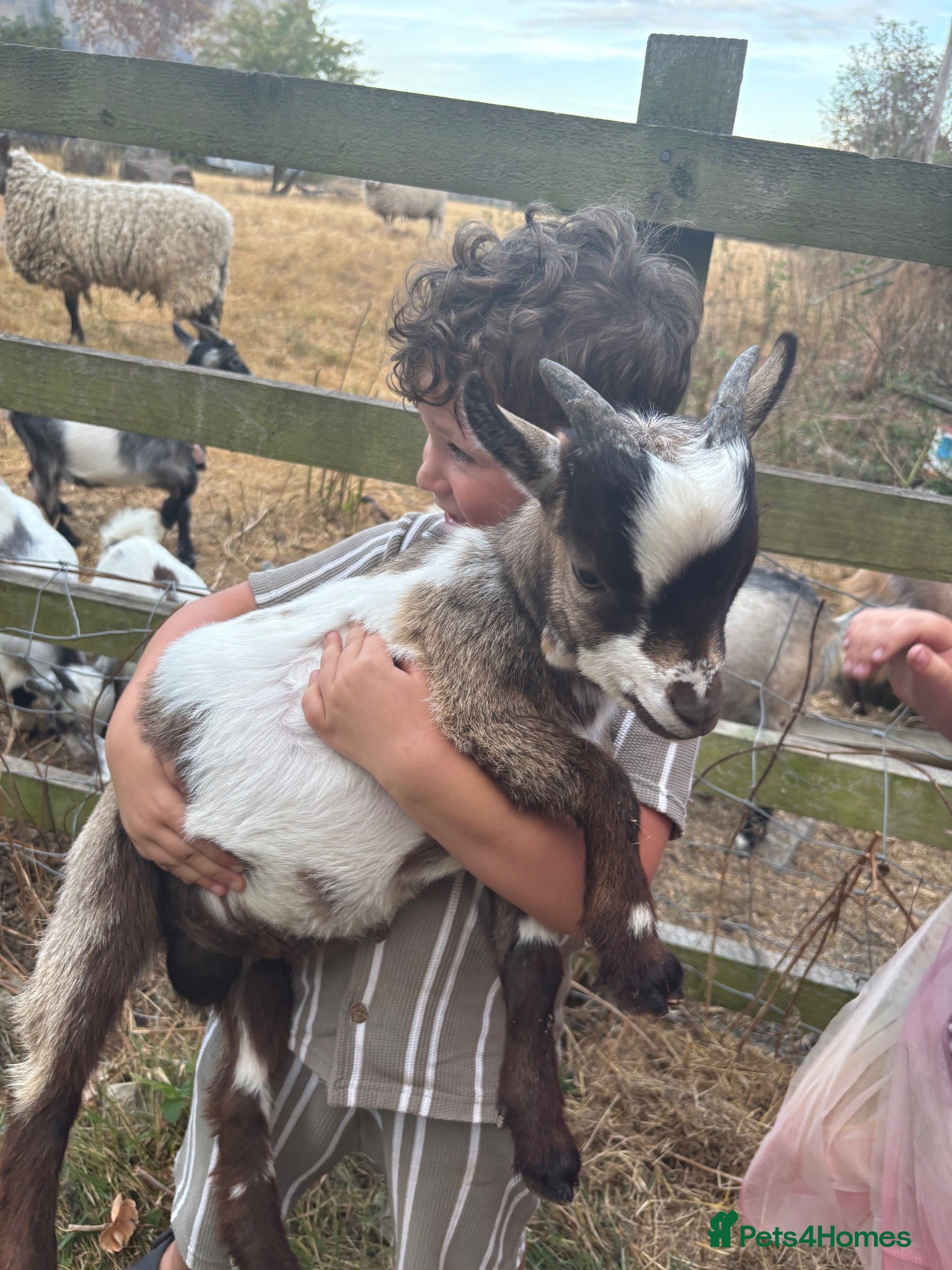 Goats livestock 4x Male Pygmy Goat Baby Boys - Advert 2