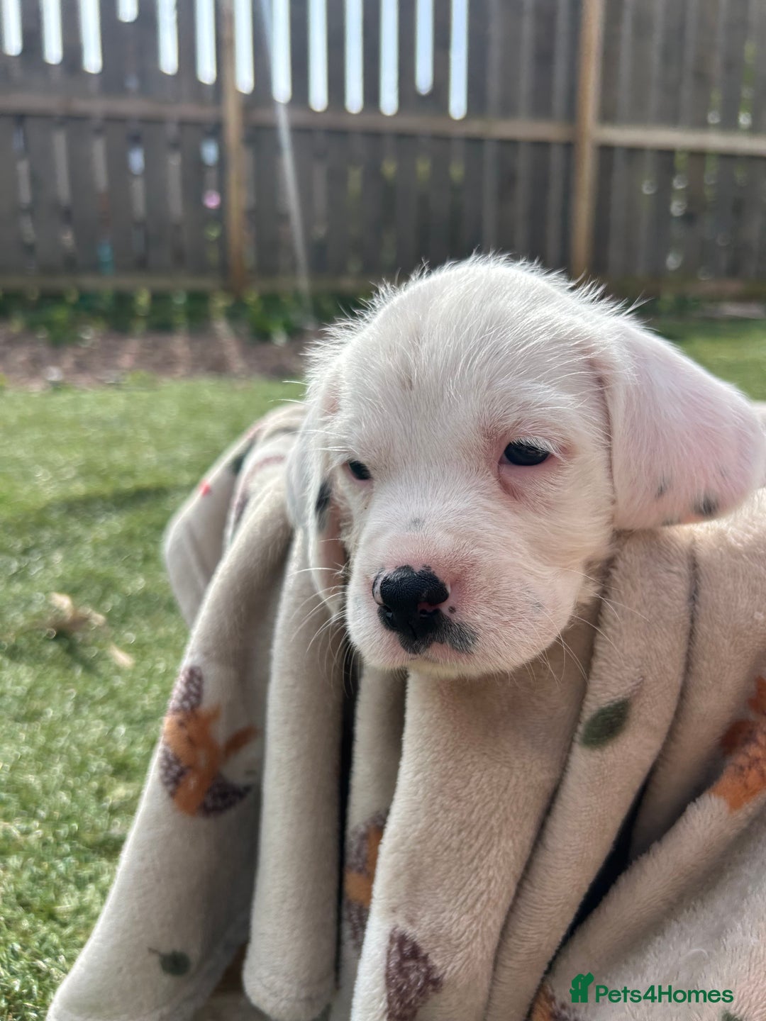Mixed Breed dogs for sale: long haired Boxapoints - Image 23